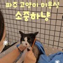 파주고양이 미용실 이미지