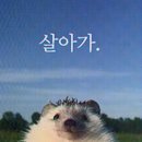 솔이네집 식당 | 유어스 막콘 : 무슨 설명이 필요해