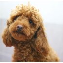 루이동물미용 이미지