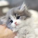 산책하는 고양이 이미지