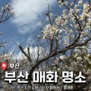 야탑광장(1,2번출구) 공영주차장 입구 | 부산 매화 명소 및 개화상황 <부산시민공원, 기장 매화원> 내발내뛰 후기