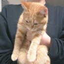 강아지랑 고양이 이미지