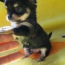 아기강아지 이미지