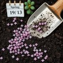 양지바른정비마당 | 꽃잔디 씨앗 심는시기 방법 활용해서 화사하고 아름다운 마당 가꾸는 노하우