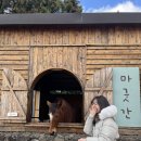선호목장 | 제주 목장카페 밭디 승마 체험, 말 먹이주기, 이색자전거 솔직후기 (서귀포 승마체험 어린이)