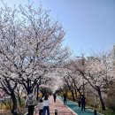성내천공원 | 풍납동 성내천 벚꽃길, 올림픽파크텔옆 왕벗나무, 2025년 4월 6일, 일요일
