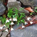 한국전력공사 거제지점 | 경기옛길 영남길 제3길 구성현길과 제4길 석성산길-2018년 다녀온 산의 안개 자욱한 날 산객들이 많아...