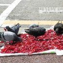 비둘기한국@ 이미지