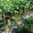 연용농장 | 고추 육묘