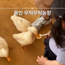 순농장 | 용인 무럭무럭농장 카페 동물 먹이주기 체험 18개월 아기 후기