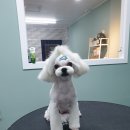 배츄네펫살롱 이미지