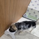 운남동물병원 | 제이독 애견호텔 우리 강아지 안심하고 맡긴 영종도 애견호텔 호텔링 찐후기!