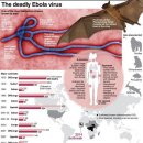 에볼라 바이러스.. 인류 멸망의 서곡?? 이미지