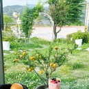 귤낭귤낭 | 여주 세종대왕릉 카페 귤낭, 남한강 드라이브 중 들른 수제청 맛집