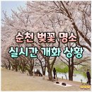 동천 수변공원 | 순천 동천 벚꽃 명소! 나만 알고 싶은 벚꽃 개화 만개 스팟