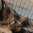 스니프 아틀라스 이미지