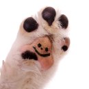 뽀 dog 이미지