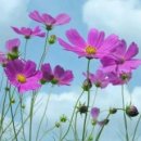 갈바람 Daum카페