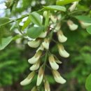 [축산신문] “올해 아까시나무 꽃 개화, 전년 대비 3~4일 늦어질 듯 이미지