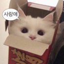 섬, 와플 | 열난아가 대처 방법💦/70일 아기 외출💌/오뗄뚜스 까레🌀/카페인중독 두바이와플 후기🍫/픽베이크 에그타르트🥧