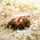 말미잘 위장 집게(Anemone Hermit Crab) 이미지