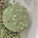 그린키친 | 알로키친 디톡스베지 그린 후기 강아지 발사탕 가려움 왜 선택했는지부터 실제 변화까지