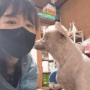 애견천사들 | 안락사없는 천사들의 보금자리 미용봉사 후기💛