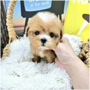 내강아지 | 아이러브독 인천점에서 만난 내 첫 강아지분양 후기, 진짜 행복했어요