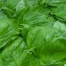 정선농장 이미지