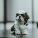 24시 수 동물메디컬센터 이미지