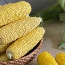 싱싱 농장 이미지