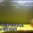 워터독 이미지