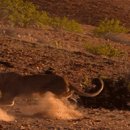 기린07-3 이미지