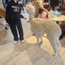 알파문구연수점 | 인천 송도 실내 놀거리, 실내 동물원 테이블에이 추천 후기, 입장료