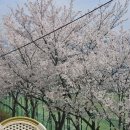 마마줄리아 | 마마줄리아 전주 벚꽃 카페 모악산 실시간 내돈내산 솔직후기