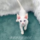 버디독 강아지분양 고양이분양 안심분양센터 인천점 이미지