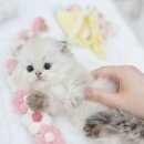 캣앤캣 고양이 병원 티스토리