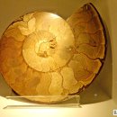 계룡산자연사박물관 이미지