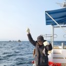동해바다 용가자미의 융단폭격 이미지