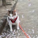 꽃길 걷는 고양이 이미지