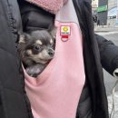 케니애견돌봄센터 이미지