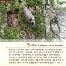 하늘소 이미지