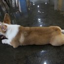 도그런 이미지