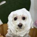 예쁘개 | 오늘예쁘개 상동점 부천애견미용 후기로 느낀 섬세함 가득한 케어 이야기