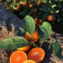 주생농장 이미지