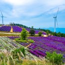 [경남 거창] 감악산 별바람언덕 이미지