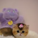 양주고양이분양 모나미네코 옥정신도시점 이미지