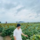 해바라기 | 인천 강화군 교동면 난정저수지 해바라기 축제 후기