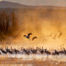 보스케 (Bosque) 이미지