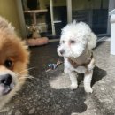왈왈 애견유치원&호텔 이미지